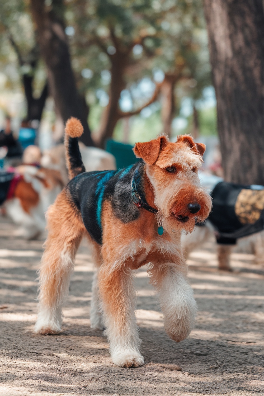 Airedale Terrier with colorful fur walking in a park.