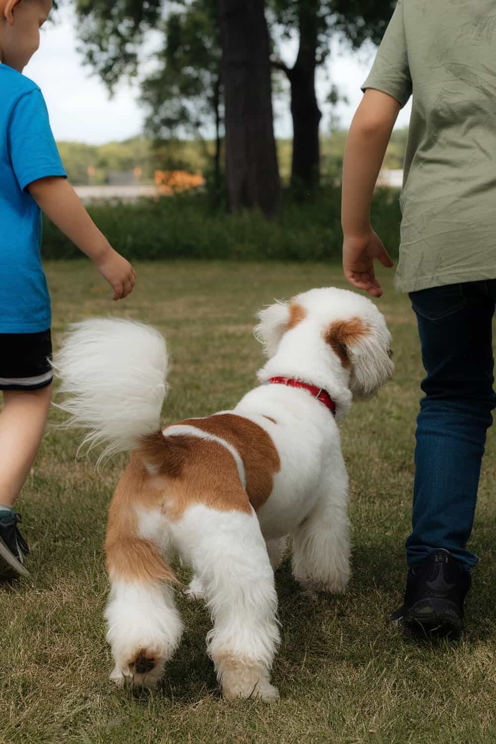 Two children walking with a fluffy dog in a grassy area.