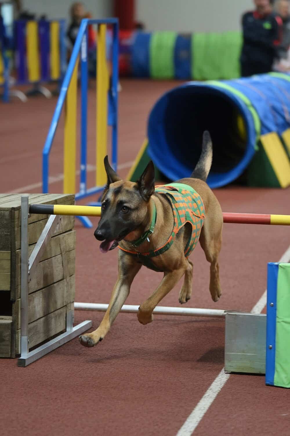 A Belgian Malinois Terrier mix dog jumping over an obstacle in an agility course.