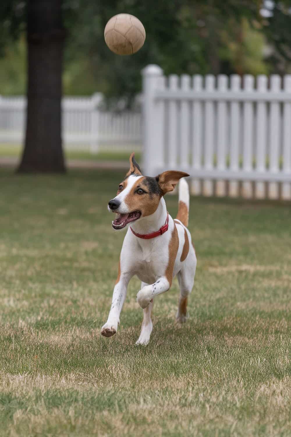 A Fox Terrier mix dog running joyfully in a grassy area, chasing a ball.