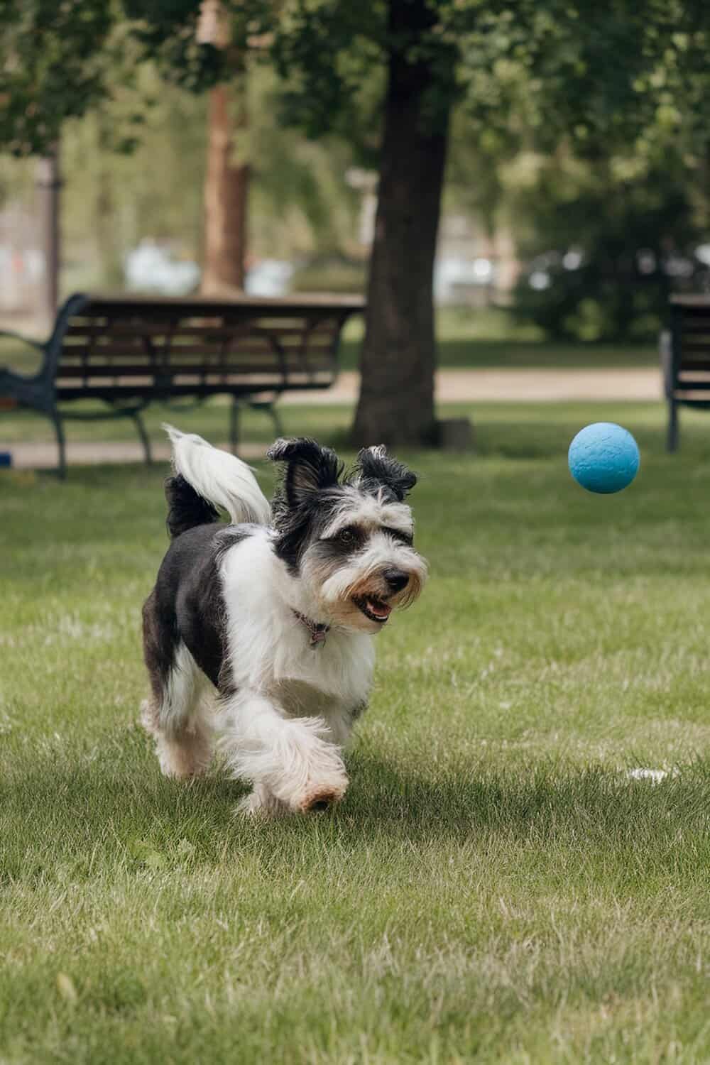 A Havanese Terrier mix dog running in a park, chasing a blue ball.