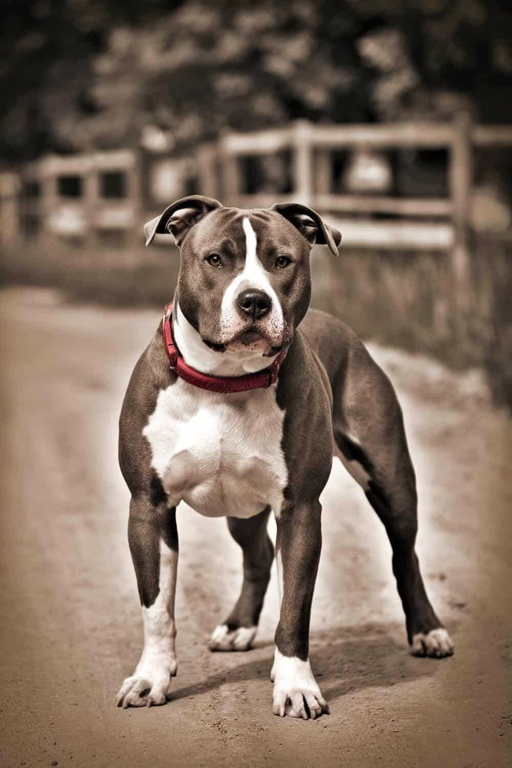 A strong pitbull standing confidently on a dirt path.