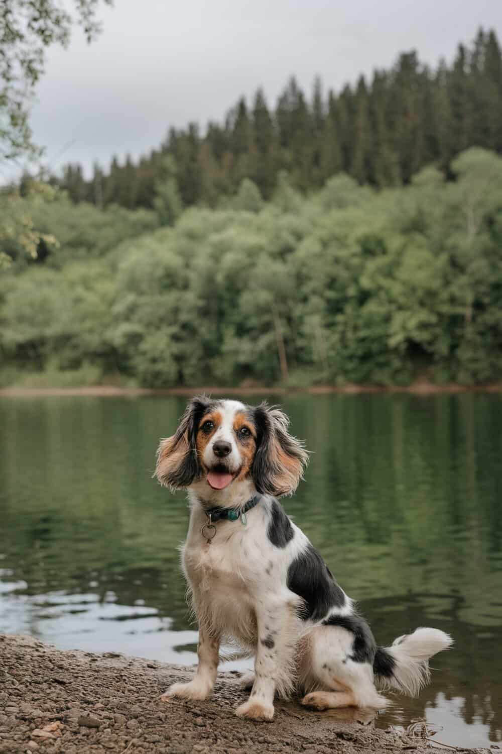 A happy Cocker Spaniel Terrier mix sitting by a serene lake.