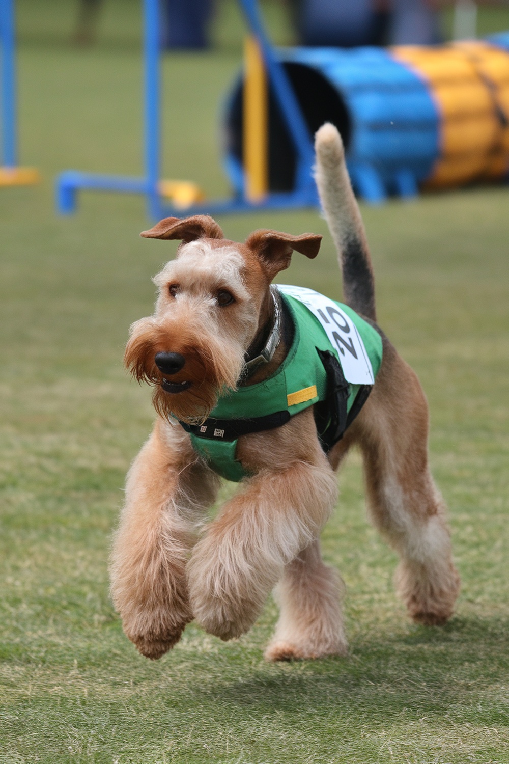 Airedale Terrier running in a green vest during an agility event.