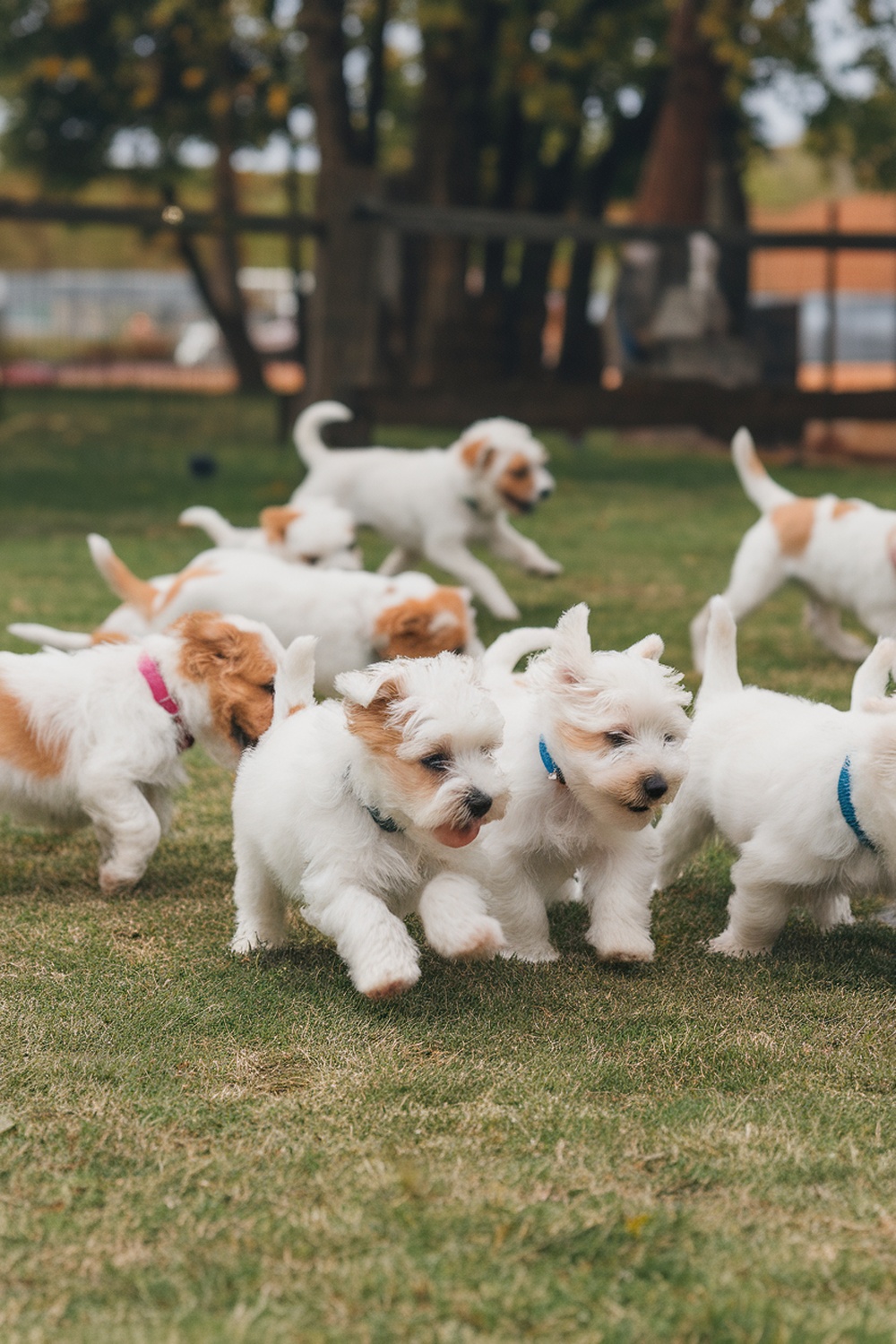 A group of Westie puppies playing in a grassy area at a dog park.