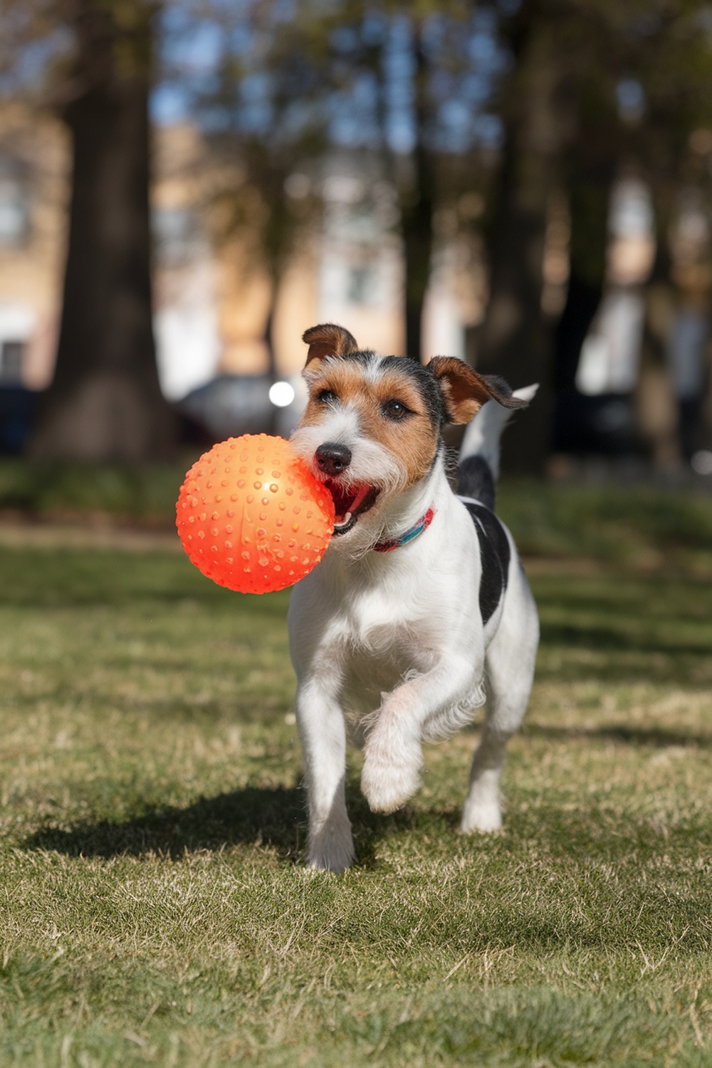A Terrier dog running with a bright orange ball in its mouth.