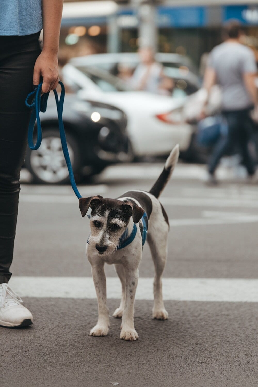 A terrier mix dog on a leash in a busy street.