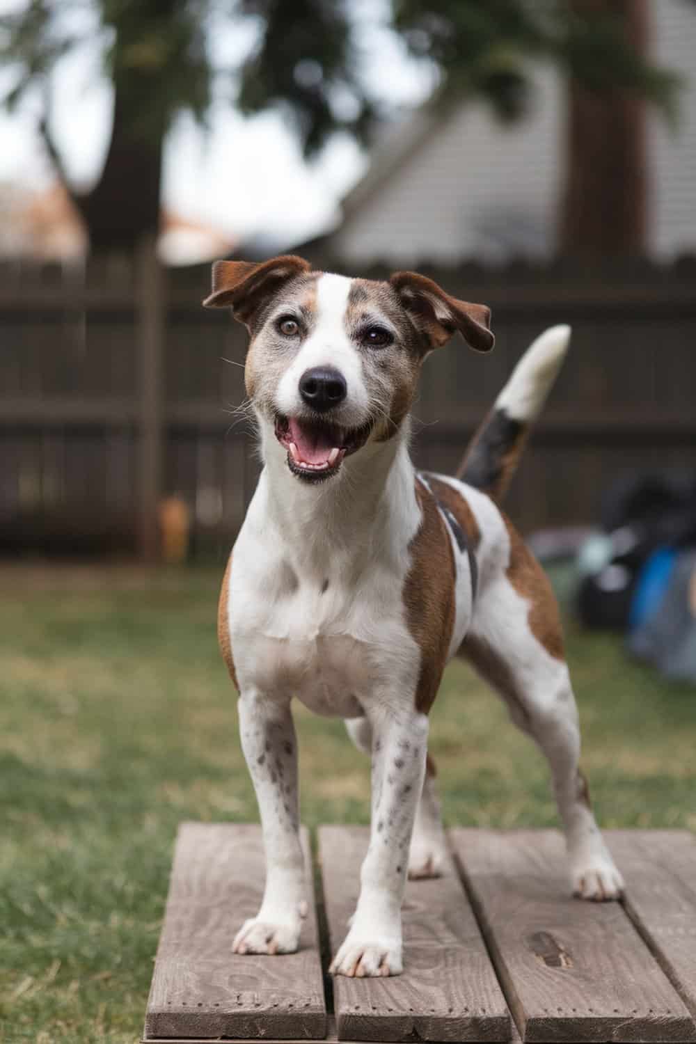 A happy terrier mix dog standing on a wooden platform in a backyard.