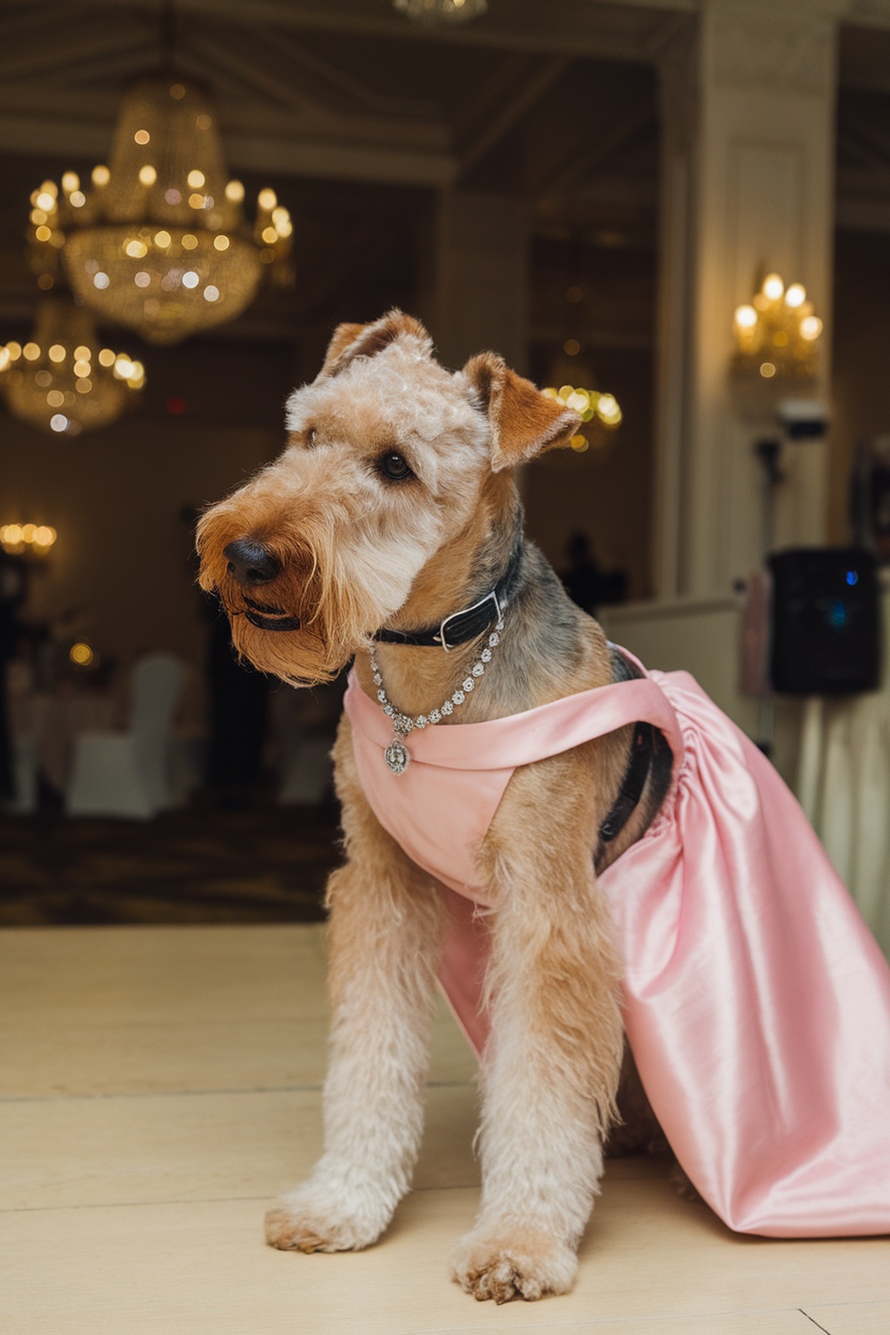 Airedale Terrier in a pink gown with an updo hairstyle and necklace.