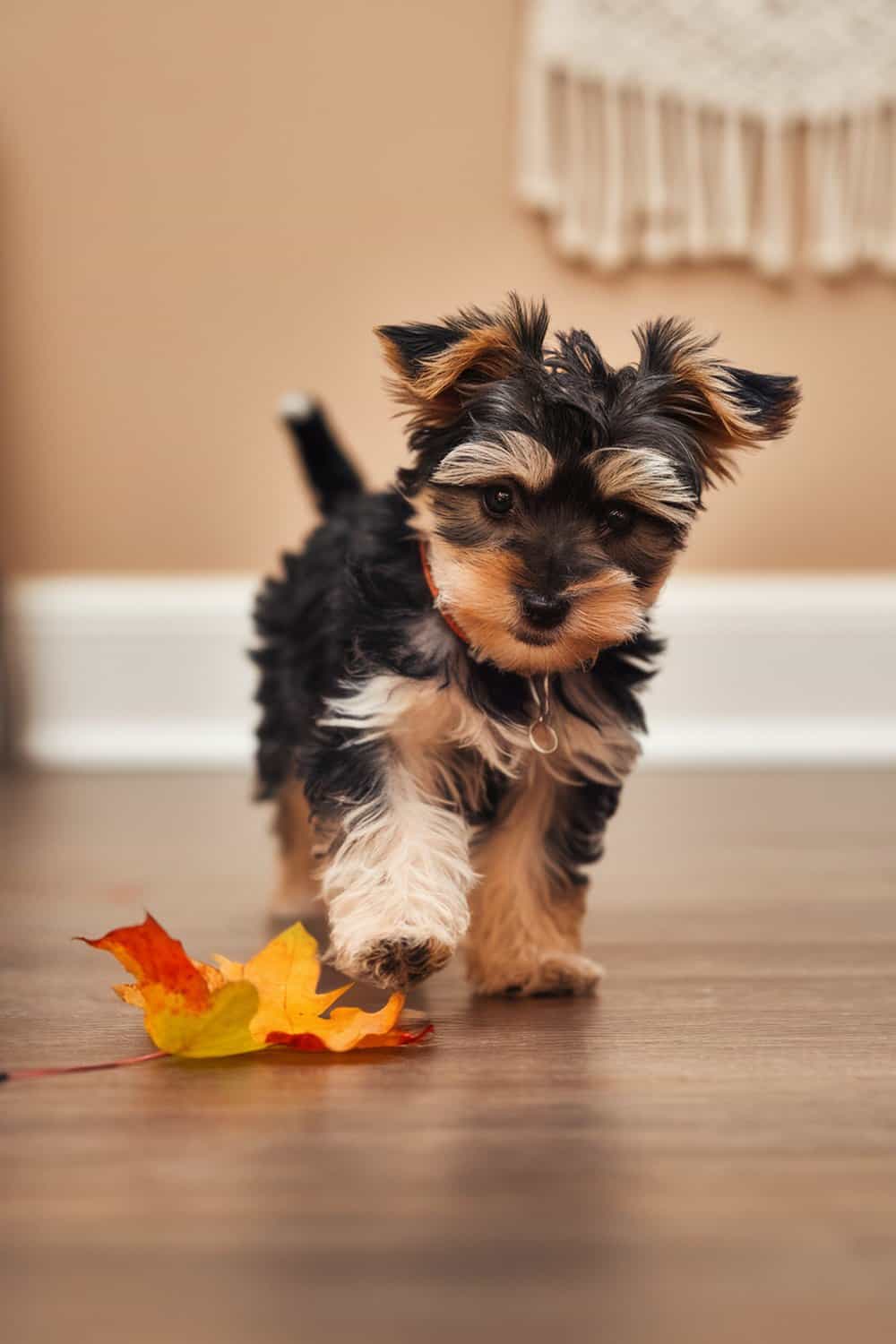 A Yorkie Poo puppy playing with a colorful fall leaf indoors.