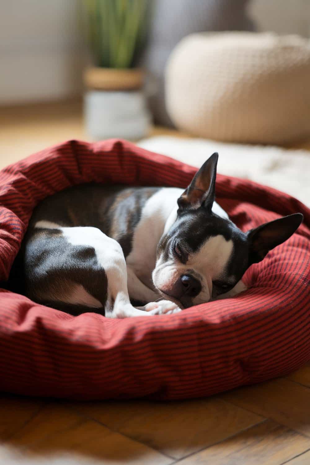 A sleepy Boston Terrier snuggled in a red striped dog bed.
