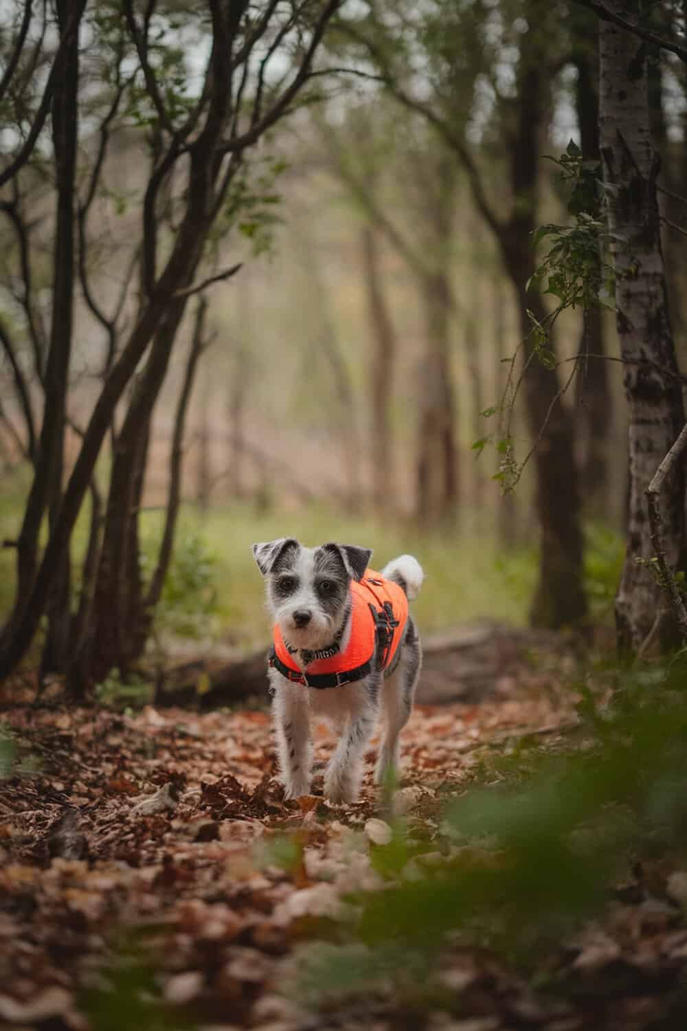 A small Australian Terrier mix dog wearing an orange vest walking through a forest path.