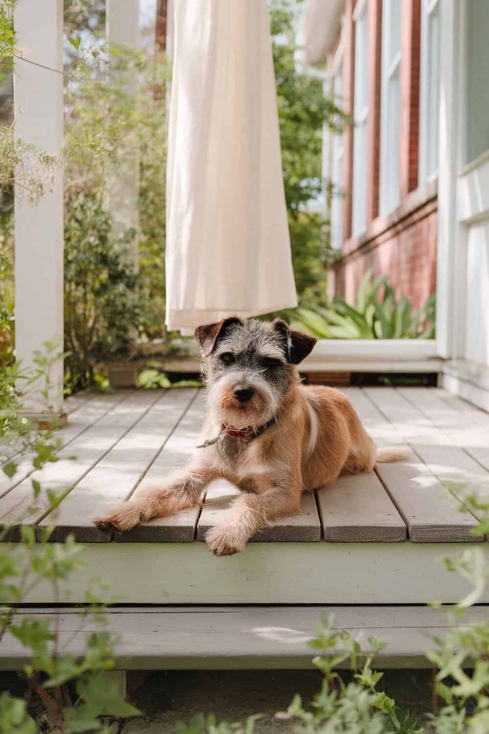 A Border Terrier mix lounging on a wooden deck surrounded by greenery.