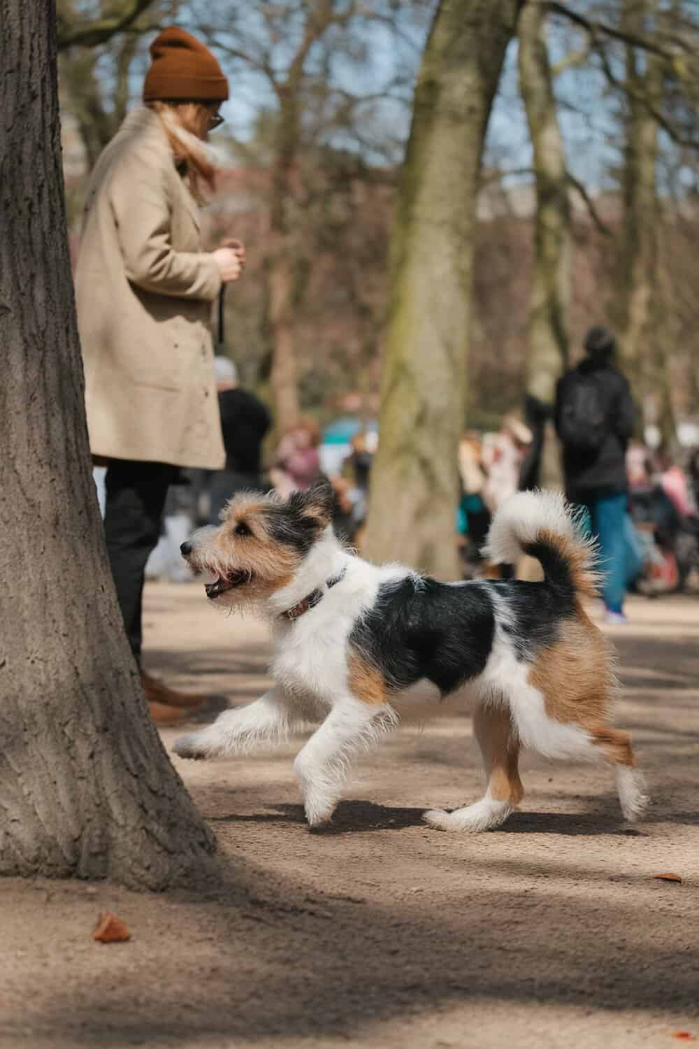 A playful terrier mix dog running in a park.