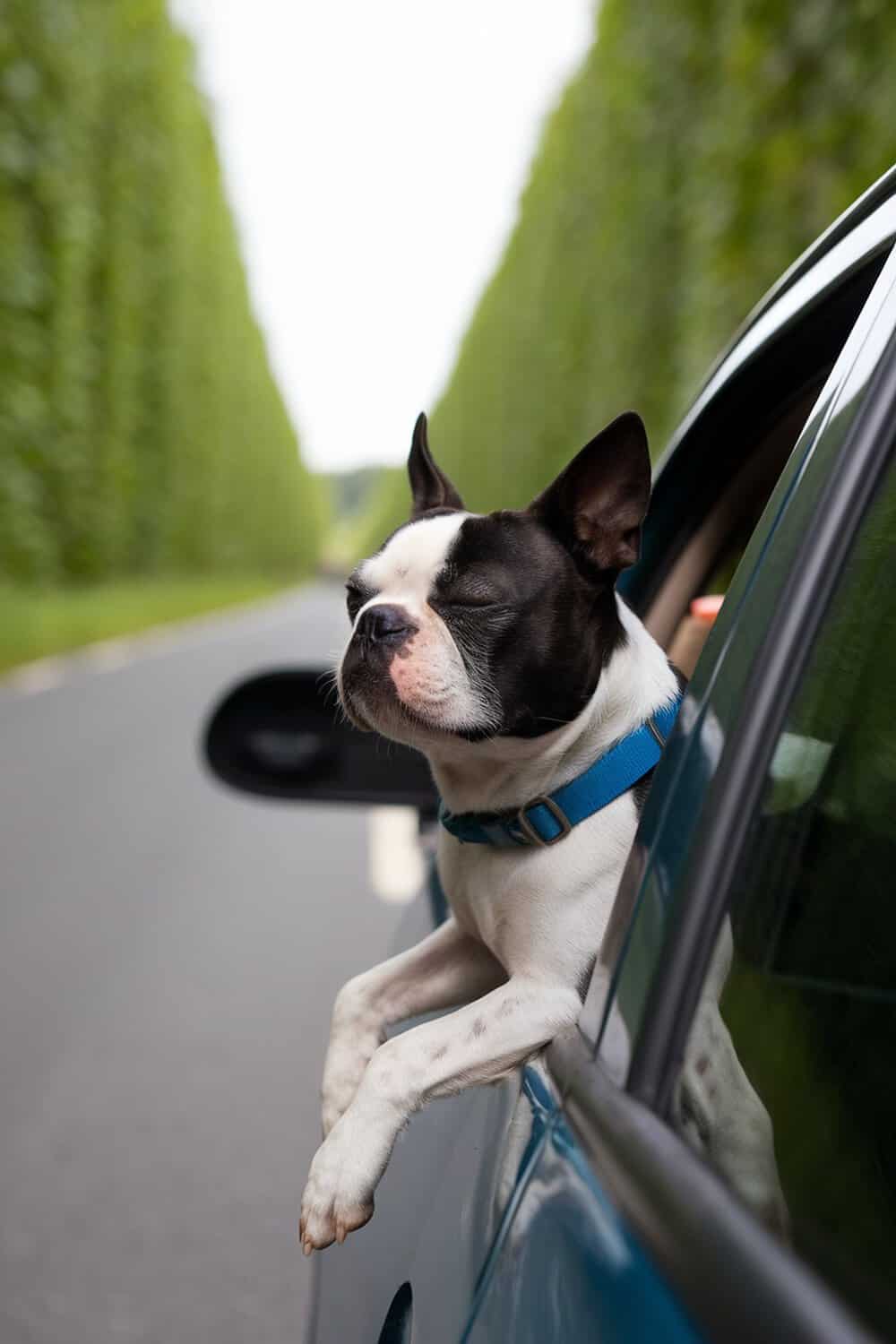 A Boston Terrier enjoying a car ride with its head out the window.