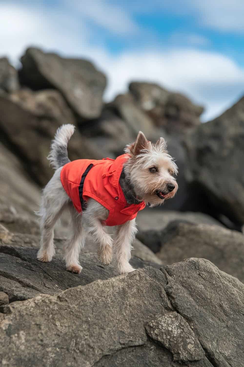 A Cairn Terrier mix wearing a bright orange jacket standing on rocks.