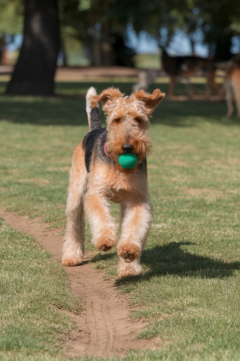 Airedale Terrier running with a green ball in its mouth, showcasing a playful and tousled appearance.