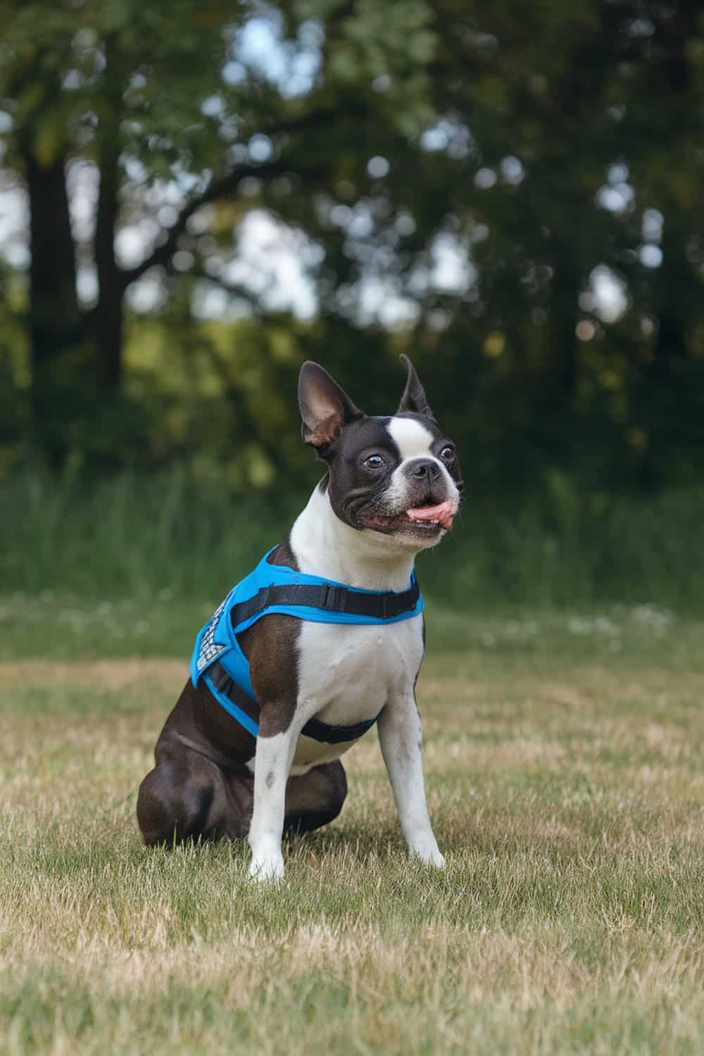A Boston Terrier wearing a blue harness, sitting on grass with trees in the background.