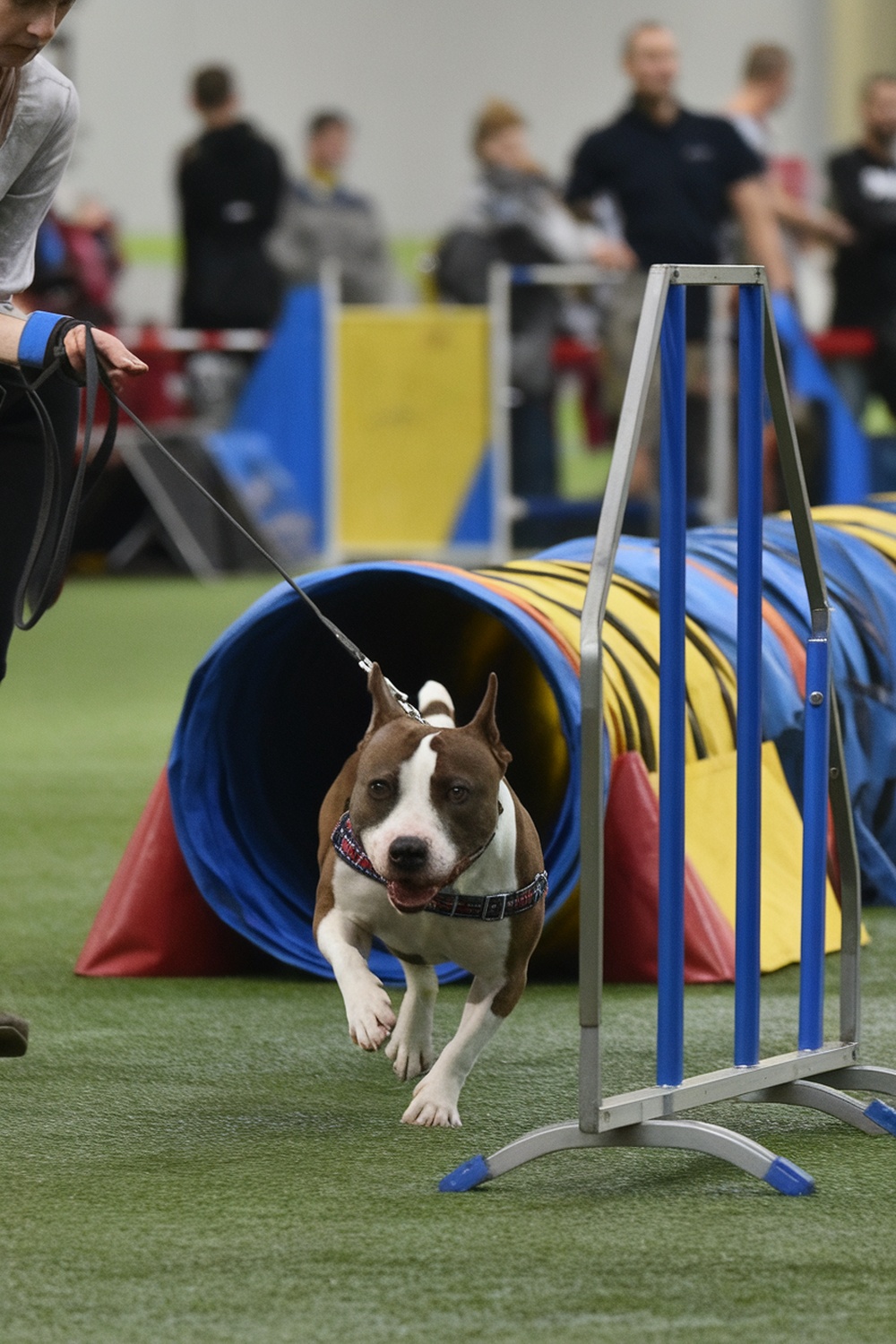 A Staffordshire Bull Terrier running through an agility tunnel during a training session.