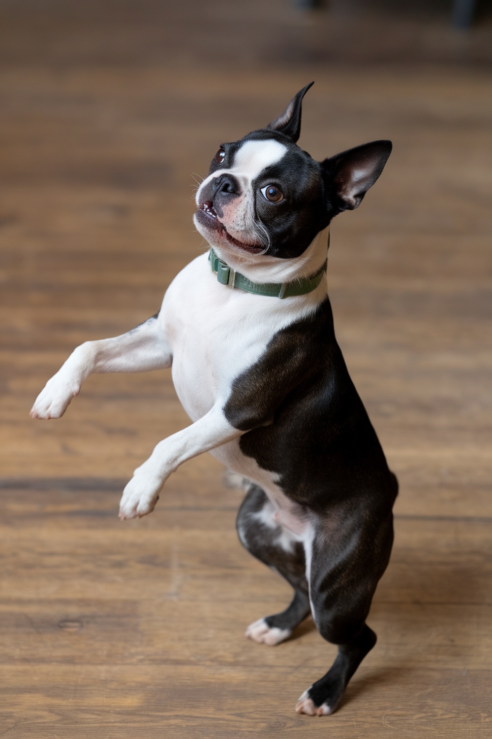 A Boston Terrier standing on its hind legs, looking playful and cheerful.