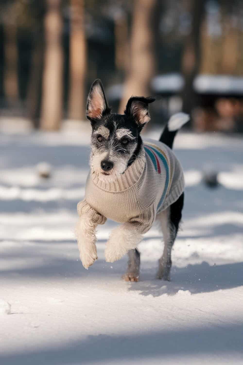 A terrier mix dog wearing a sweater running in the snow