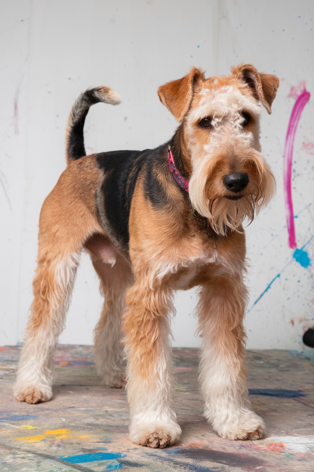 Airedale Terrier with unique fur patterns in a colorful setting.