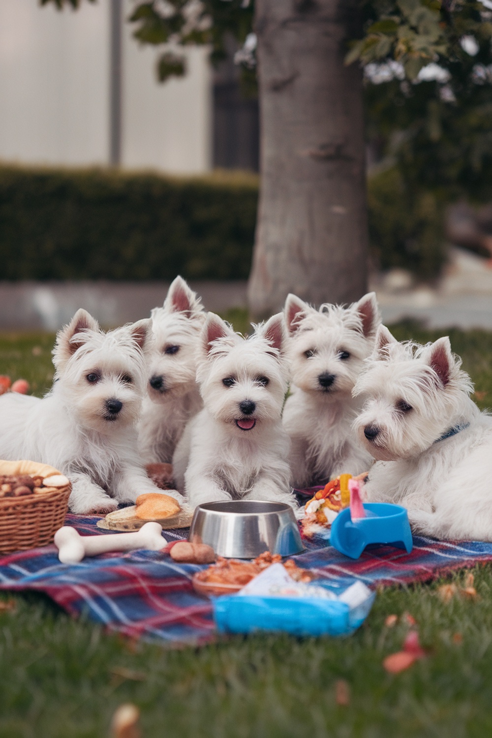 Five Westie puppies sitting on a picnic blanket with snacks.