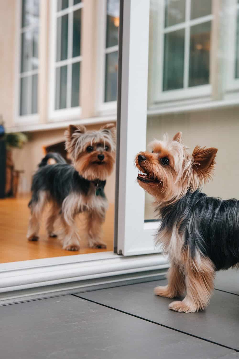 Two Yorkshire Terriers near a glass door, one looking outside.