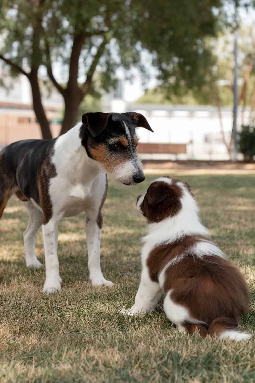 A terrier dog interacting with a puppy in a grassy area.