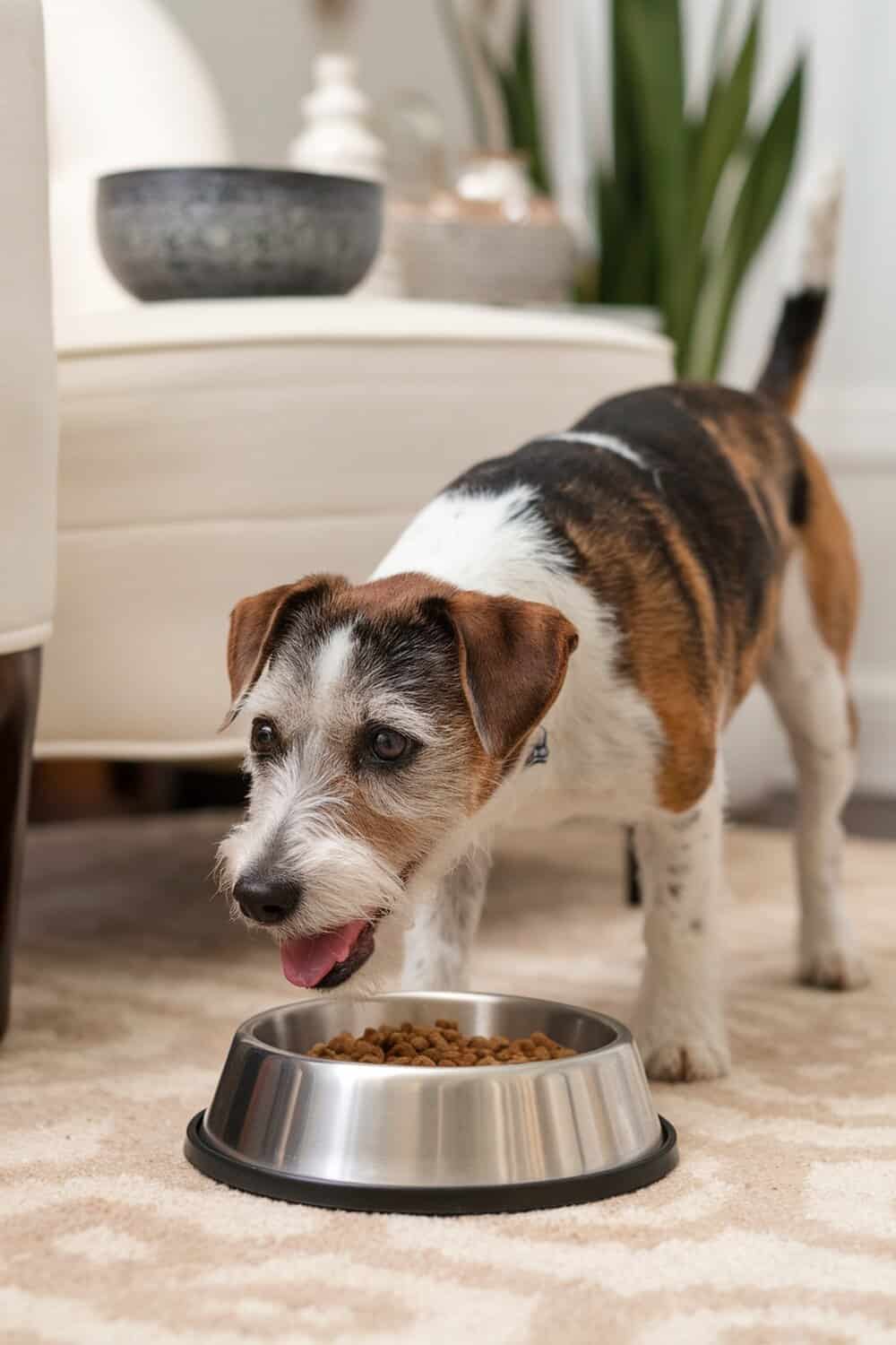 A terrier mix dog eating from a stainless steel bowl.