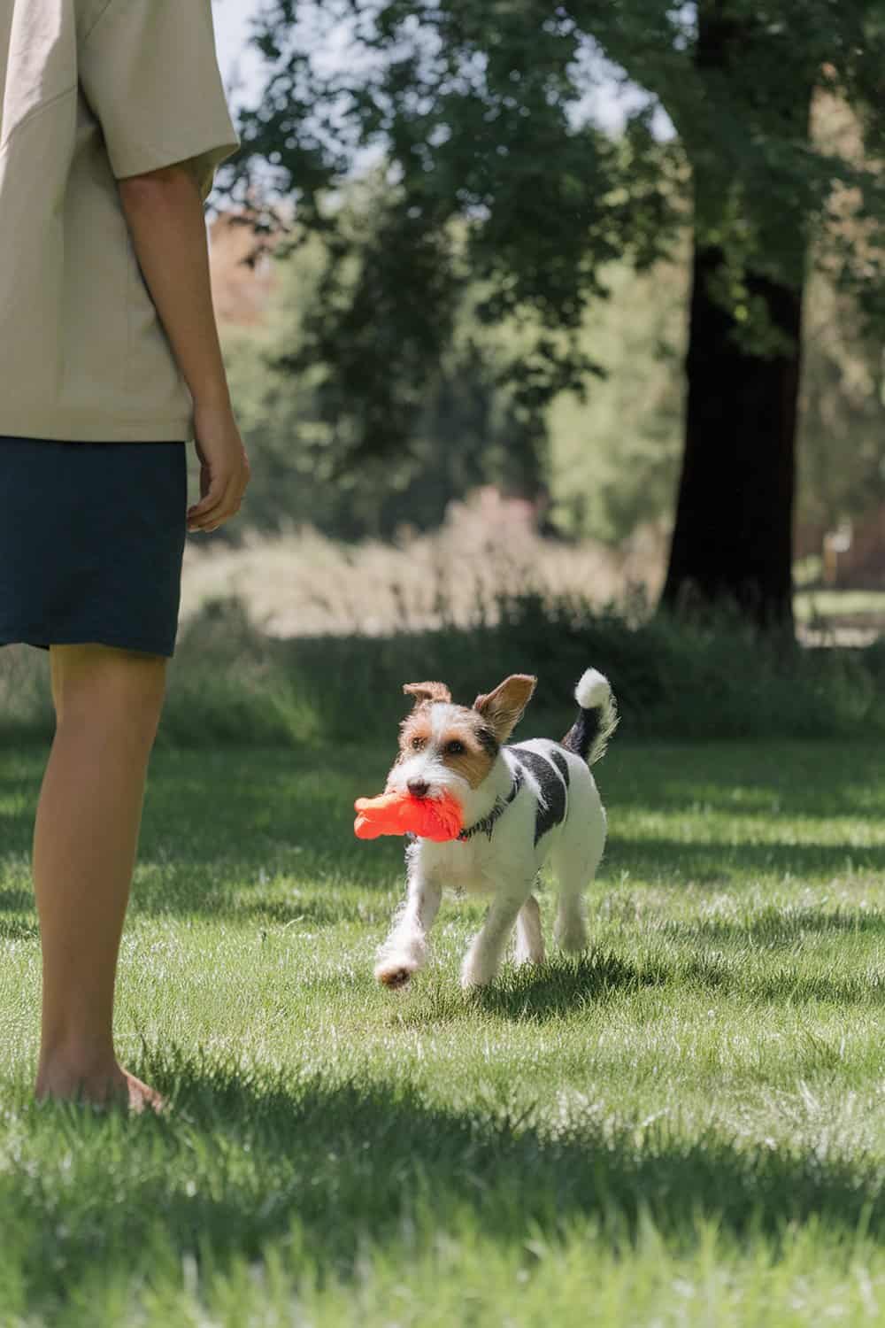 A terrier mix dog playing with a toy in a grassy area.