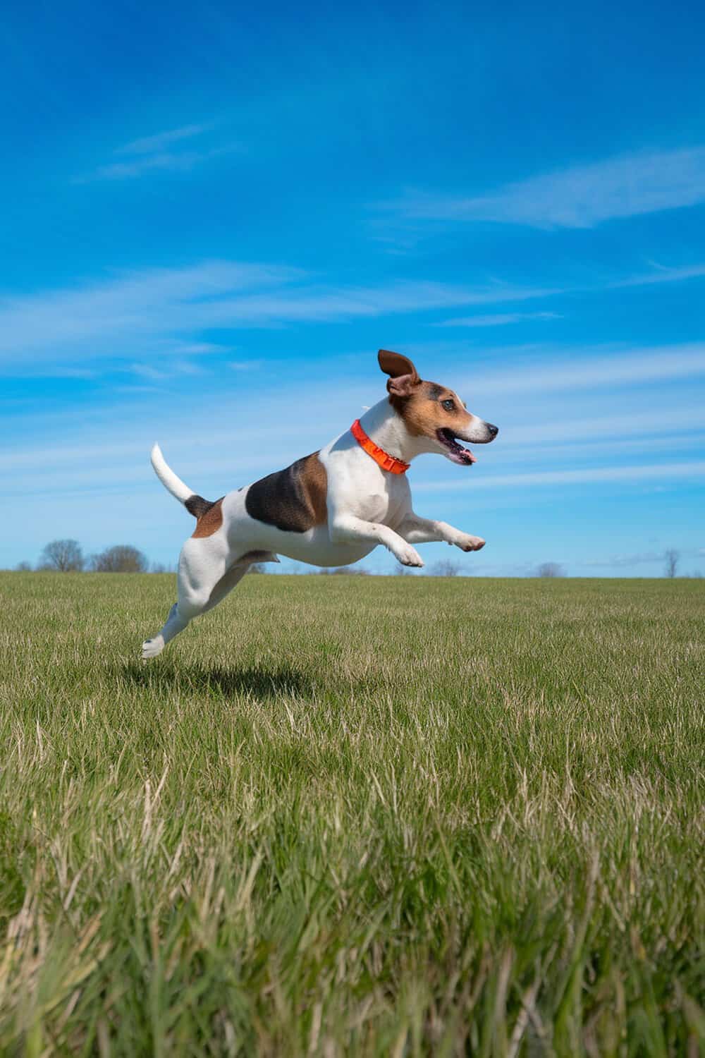 A Jack Russell Terrier mix dog jumping joyfully in a green field under a blue sky.
