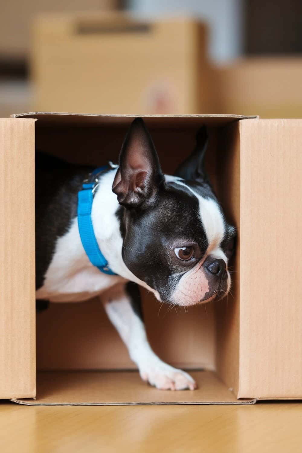 A Boston Terrier peeking out of a cardboard box.