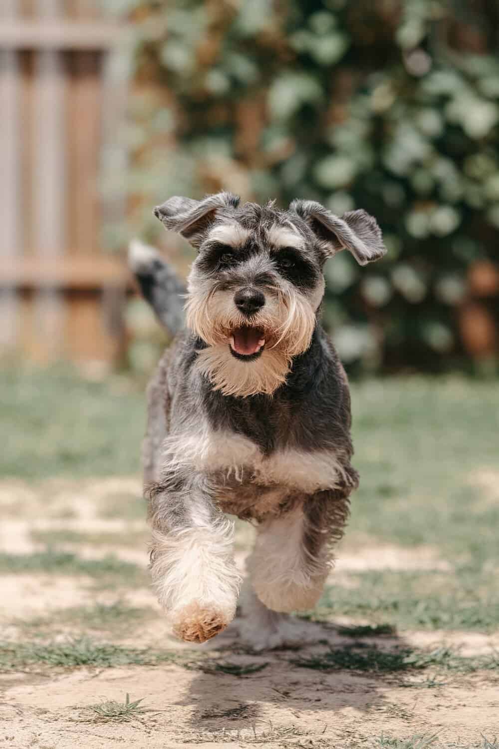 A happy Schnauzer running in a grassy area.