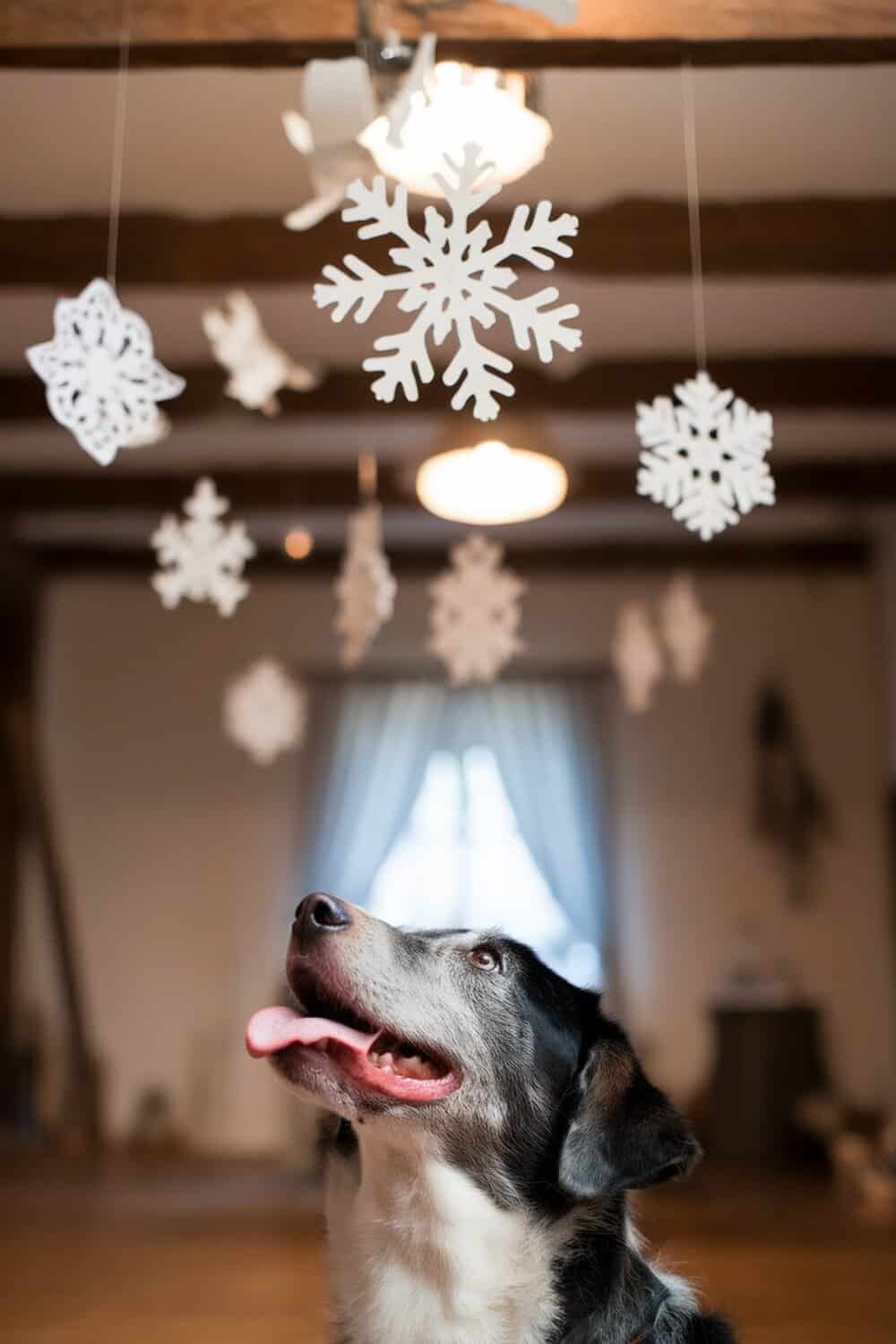 A dog looking up at hanging snowflake decorations