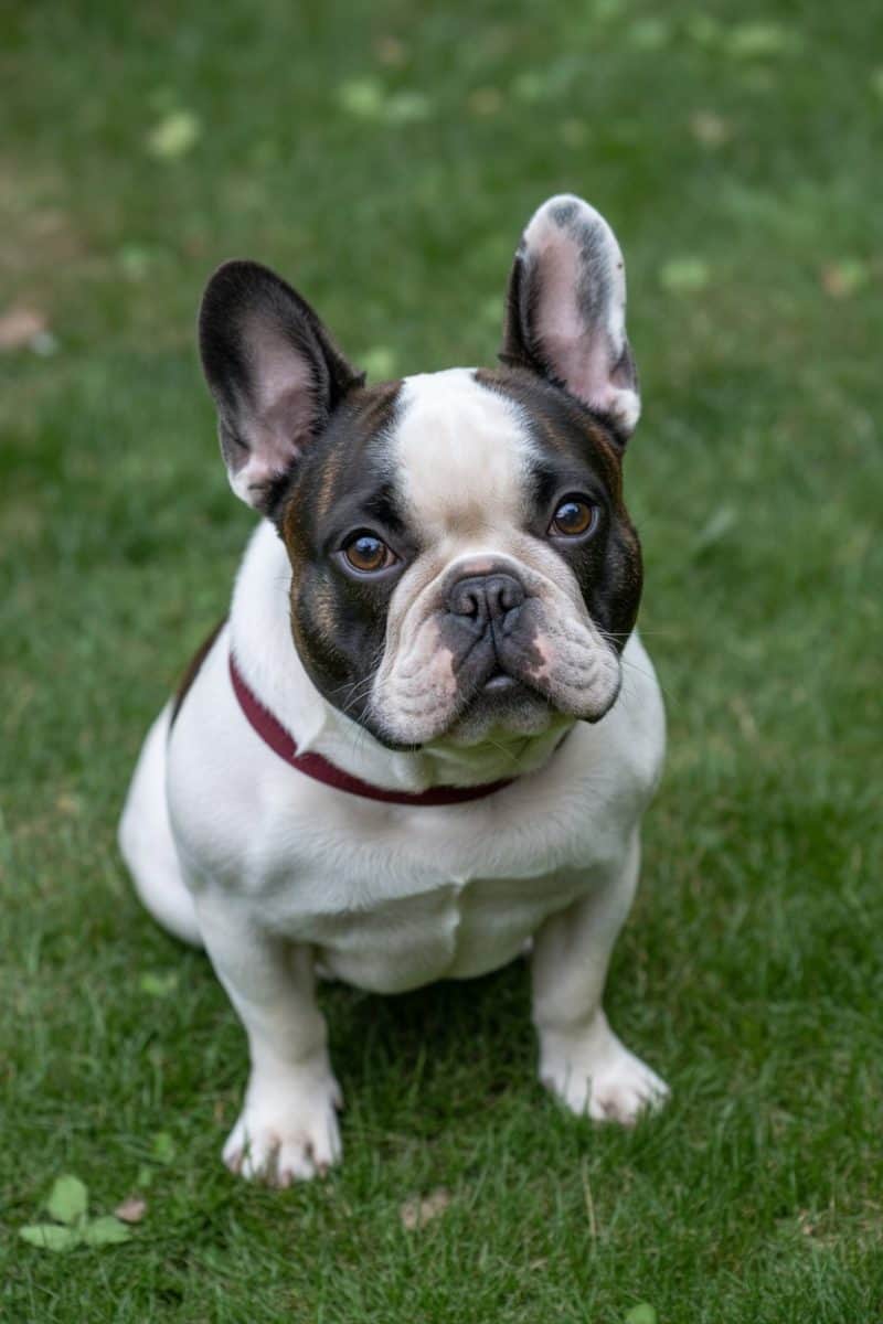 A French Bulldog sitting on green grass.