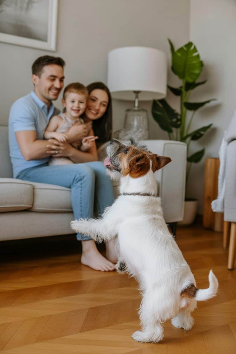 The dog is standing on its hind legs, wearing a brown leather collar, with its front paws raised in an excited pose. 