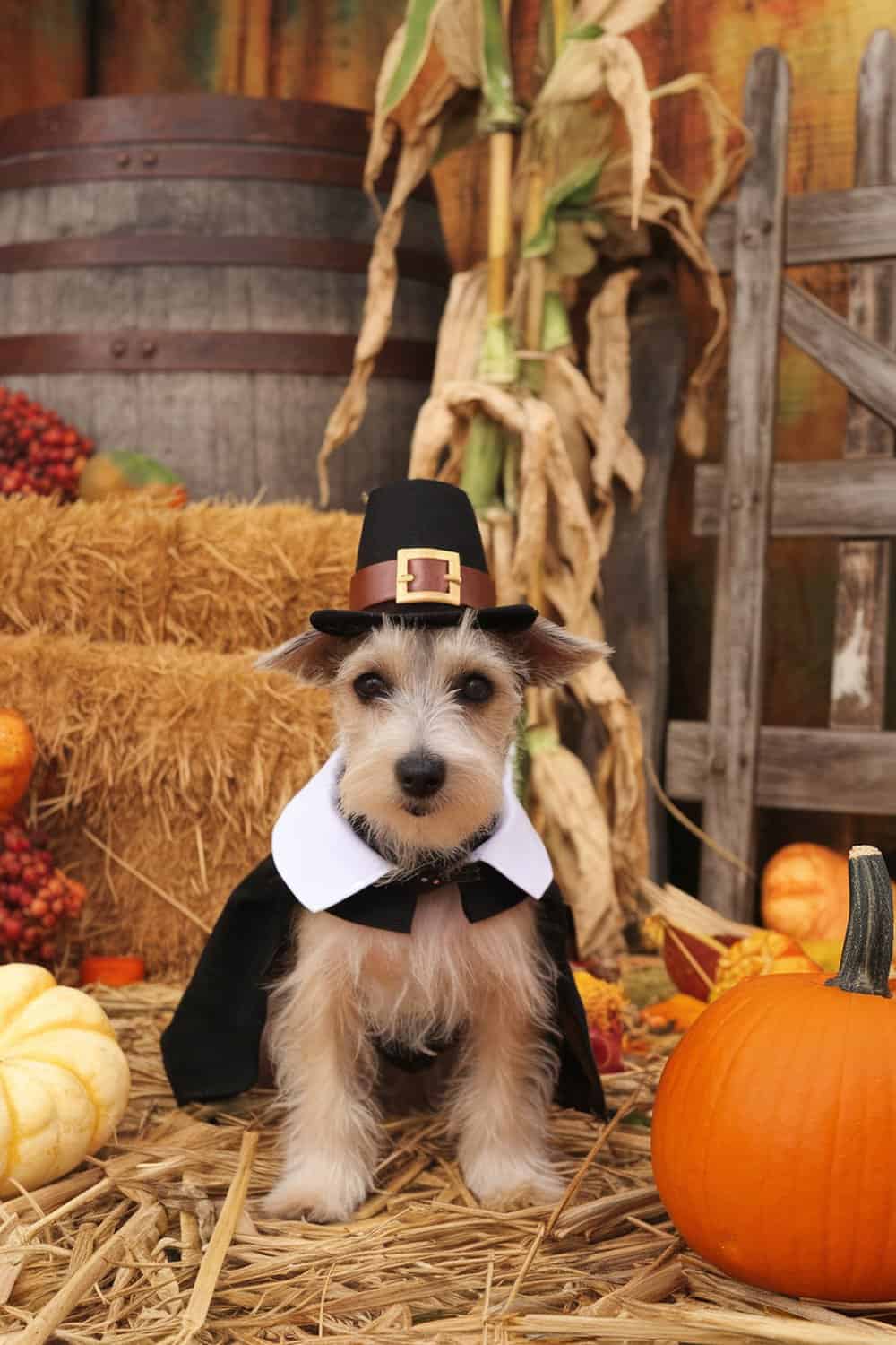 A terrier dressed in a pilgrim costume with a hat, sitting among pumpkins and hay.