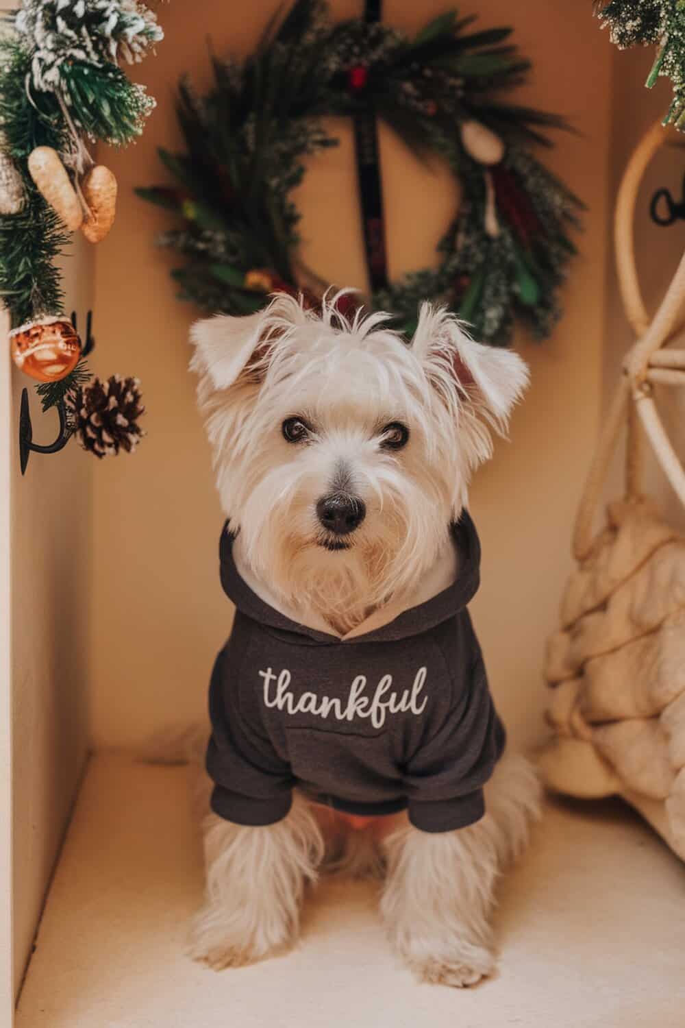 A terrier wearing a hoodie that says 'thankful', sitting in a decorated space with holiday wreaths.