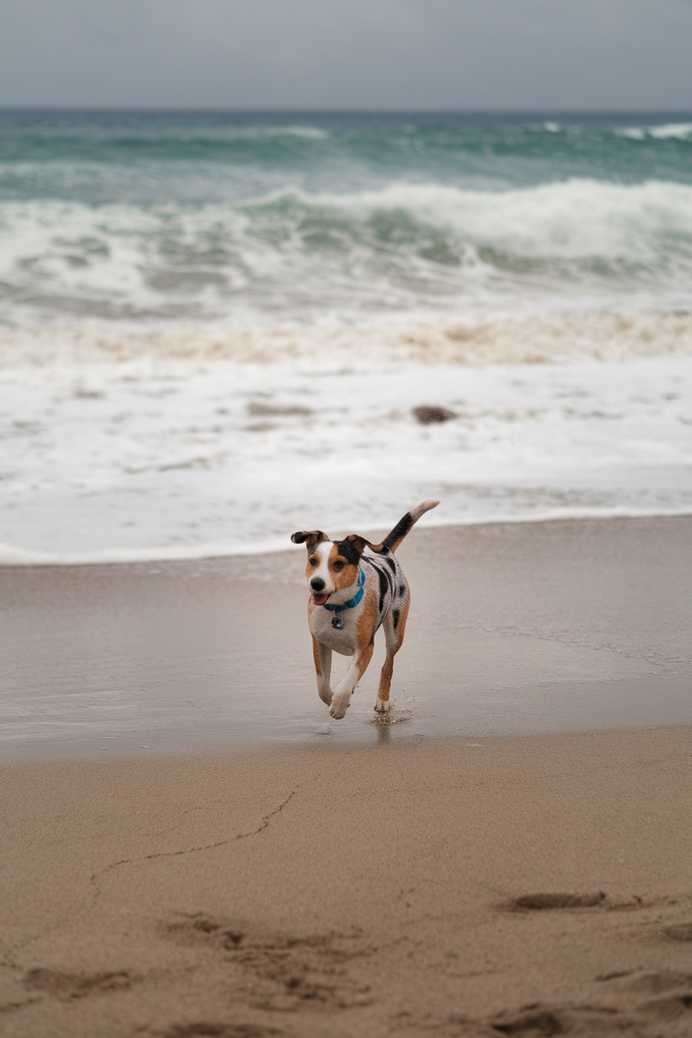 A playful dog running on the beach, showcasing energy and alertness.