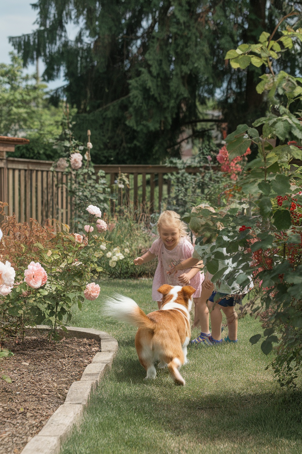 A Silky Terrier and Corgi mix playing in a garden with children.