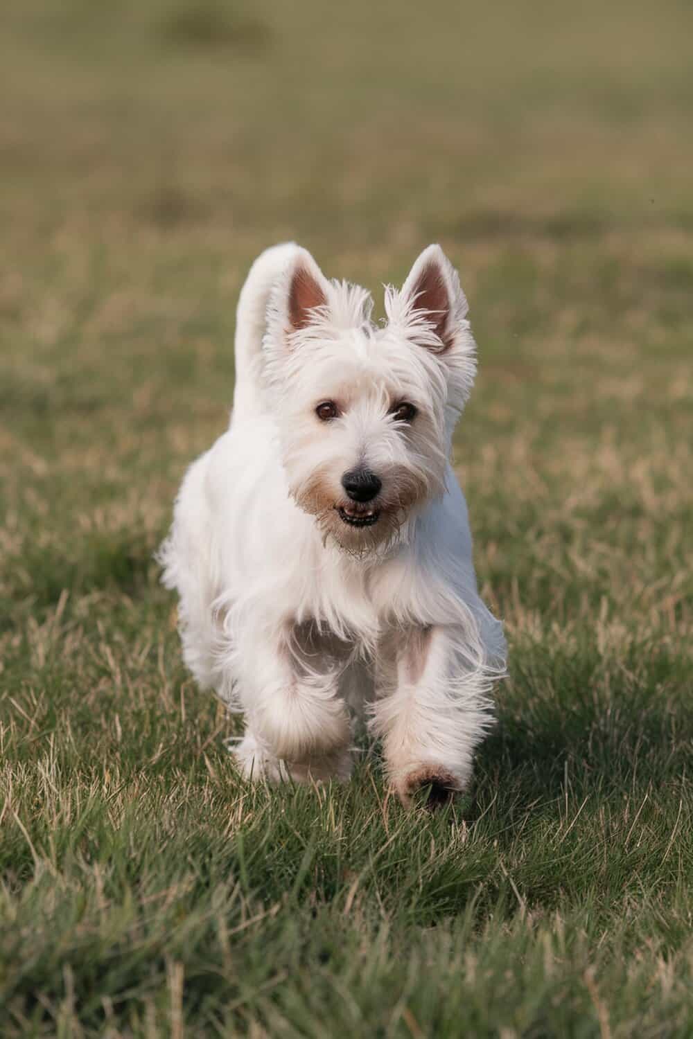 A West Highland White Terrier running on grass, showcasing its fluffy white coat and playful demeanor.