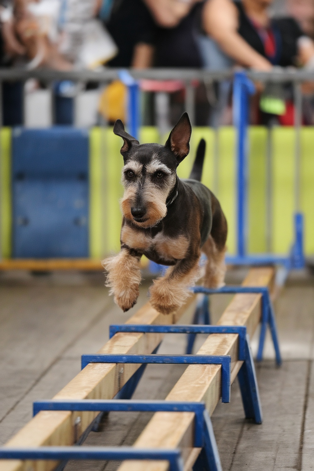 A terrier dog jumping over a wooden obstacle during a competitive event.