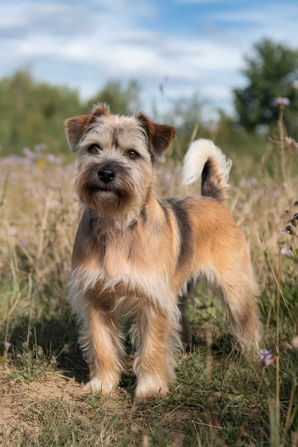 A Border Terrier standing in a field with a fluffy coat and curious expression.