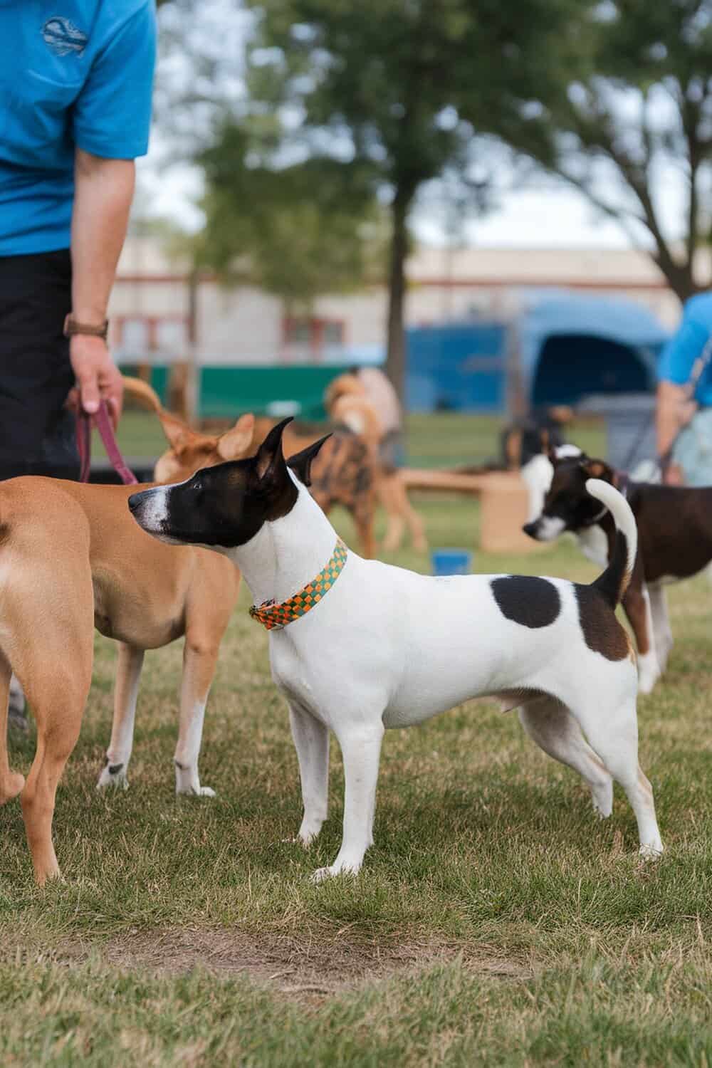 A Rat Terrier in a training class surrounded by other dogs.