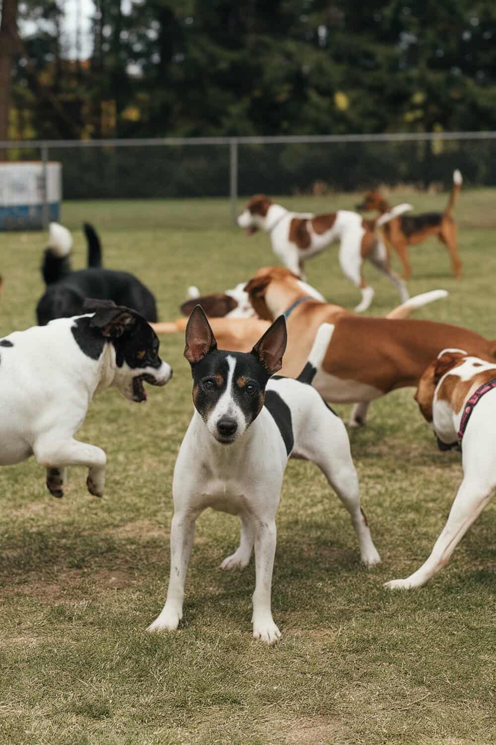 A group of dogs playing in a daycare setting with a Rat Terrier in the foreground.