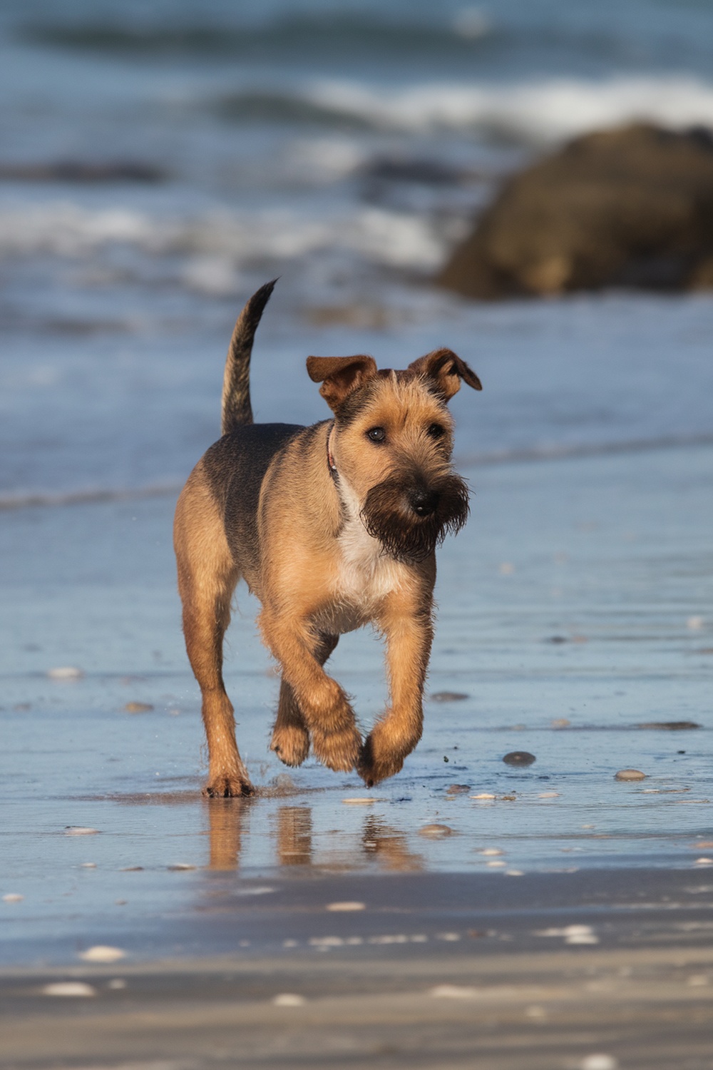 A Tenterfield Terrier running on the beach