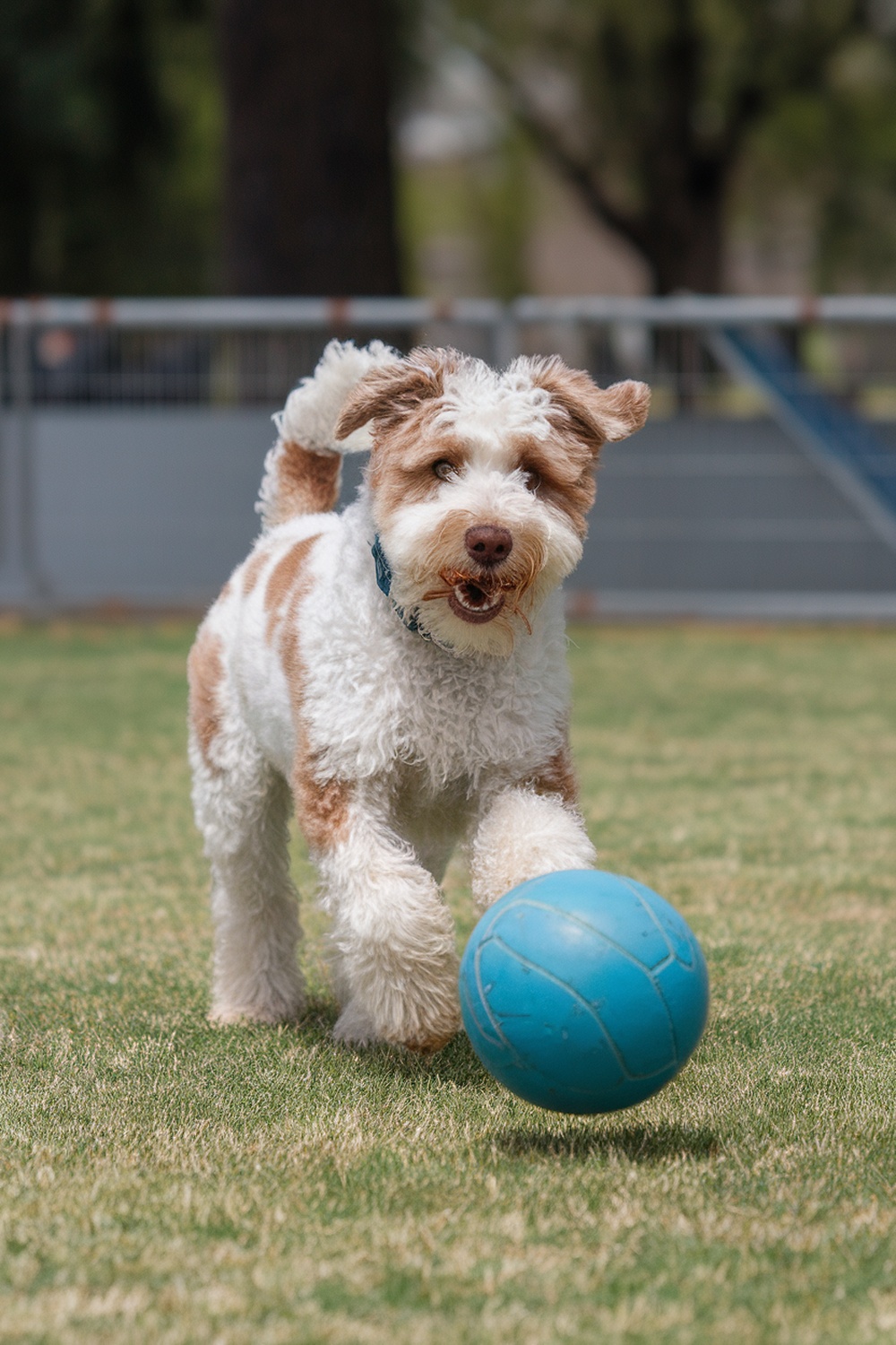 A happy Australian Terrier and Poodle mix playing with a blue ball in a grassy area.