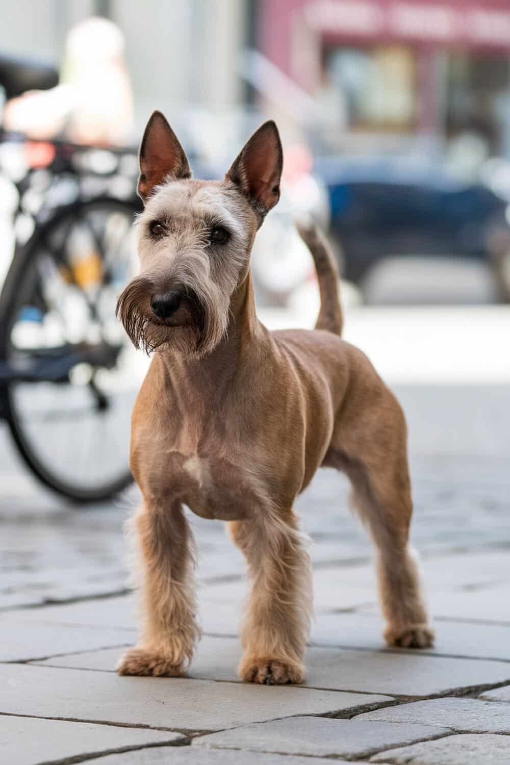 A Scottish Terrier standing on a cobblestone street, showcasing its distinctive beard and confident stance.
