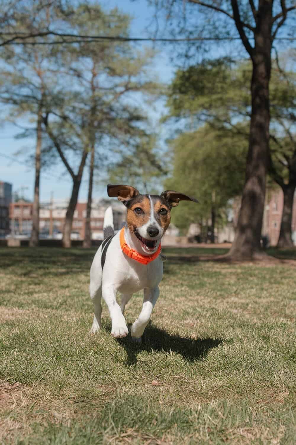 A happy Jack Russell Terrier mix running in a park.